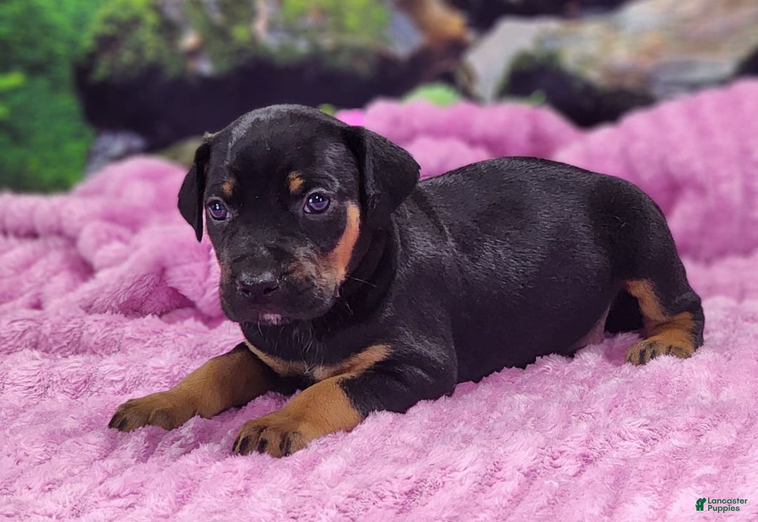 Catahoula Leopard Dog dogs for sale: Luna 2025 Female 4 - Image 4