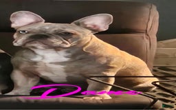 French Bulldog dogs for sale: Gretchen - Image 8