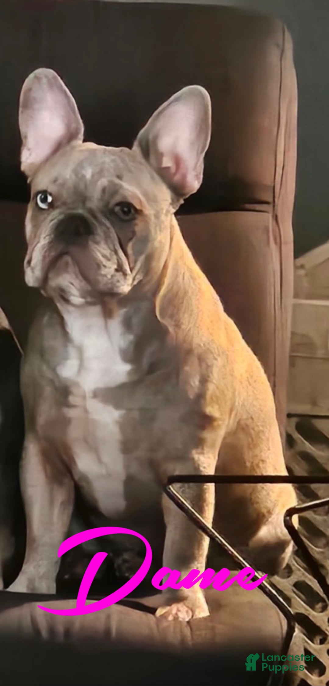 French Bulldog dogs for sale: Gretchen - Image 8