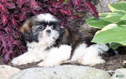 Shih Tzu dogs for sale: Debbie - Image 2