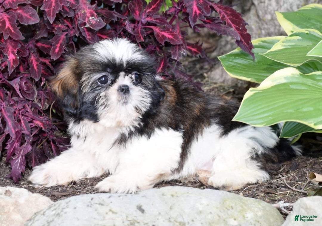 Shih Tzu dogs for sale: Debbie - Image 2
