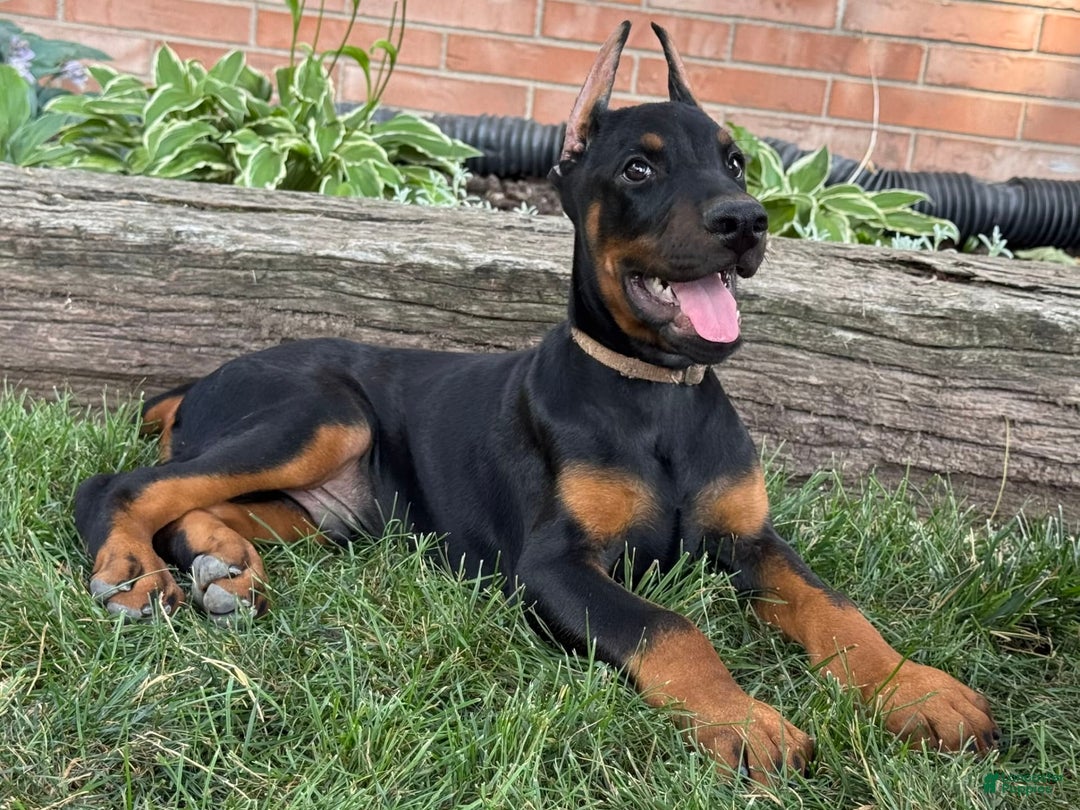 Doberman Pinscher dogs for sale: Sirus - Image 6