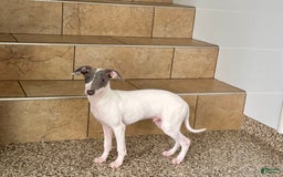Italian Greyhound dogs for sale: Jace - Image 16