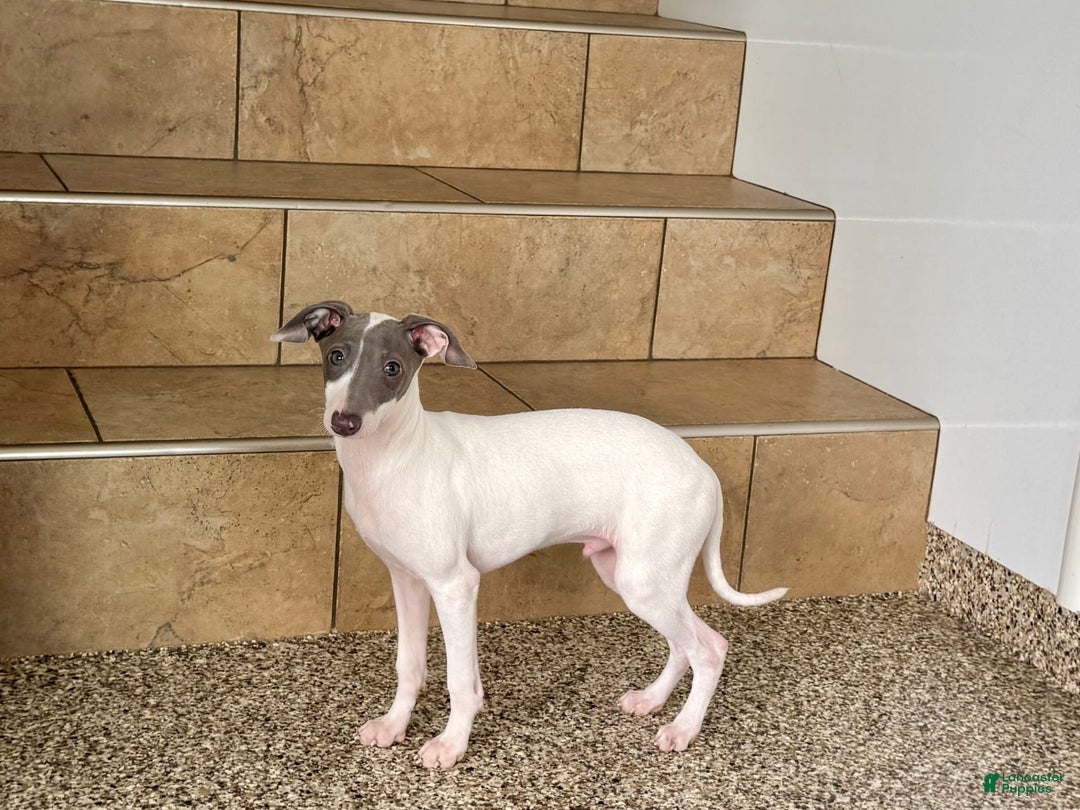 Italian Greyhound dogs for sale: Jace - Image 16