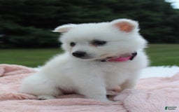 American Eskimo dogs for sale: Pompom - Image 4