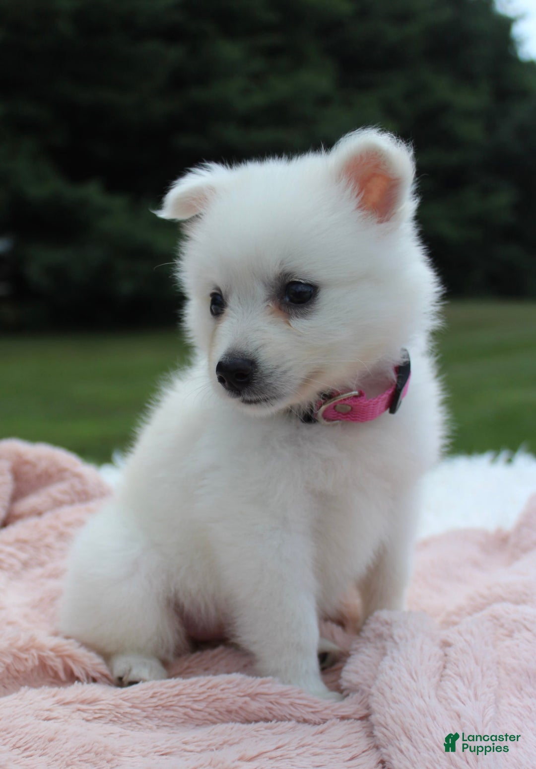 American Eskimo dogs for sale: Pompom - Image 4