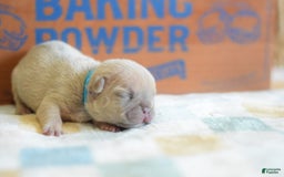 French Bulldog dogs for sale: Blue collar - Image 5