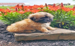 Teddy Bear dogs for sale: Domino - Image 1
