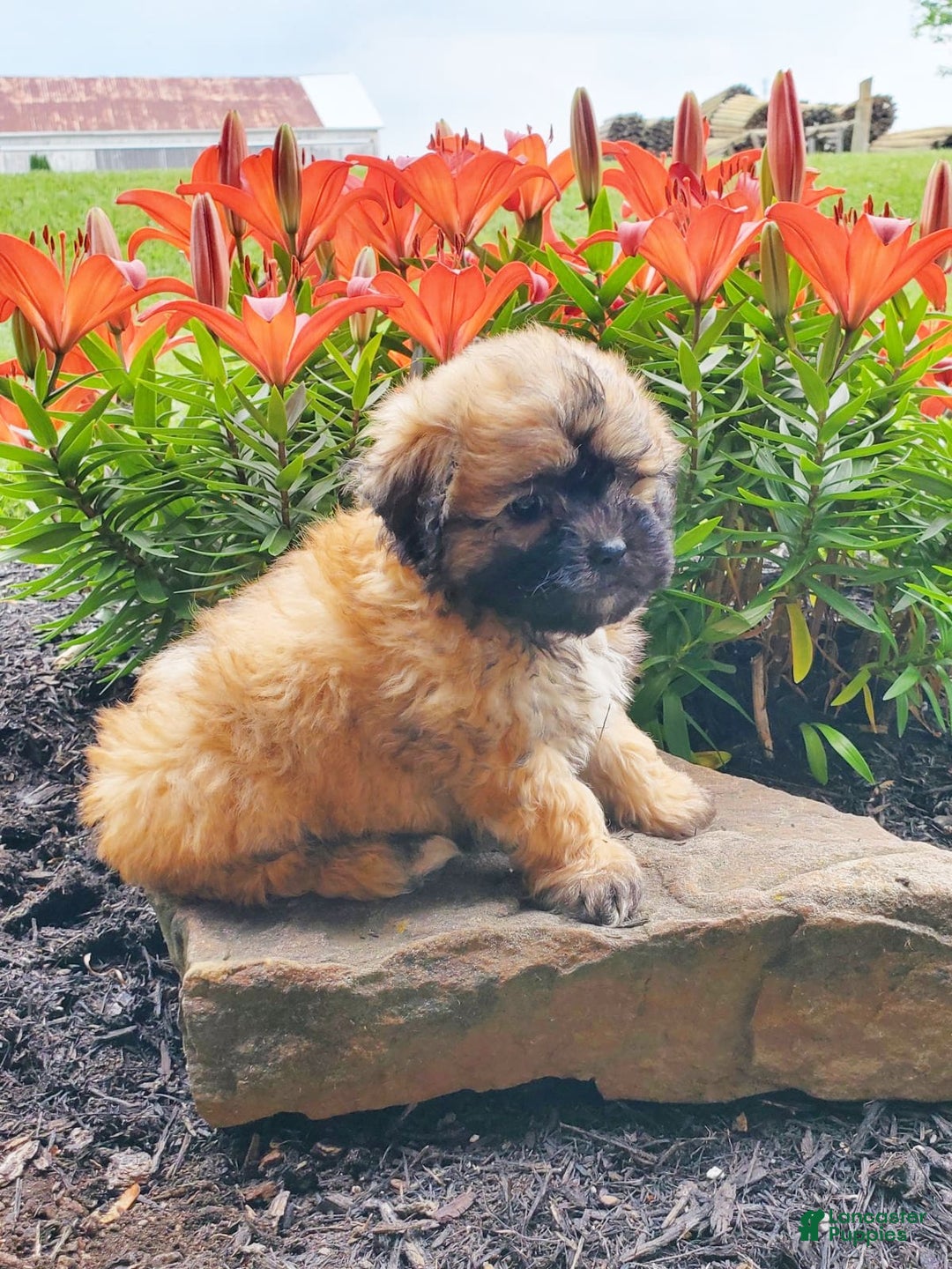 Teddy Bear dogs for sale: Domino - Image 1