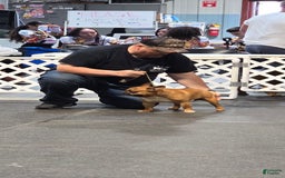 French Bulldog dogs for sale: Raider - Image 40
