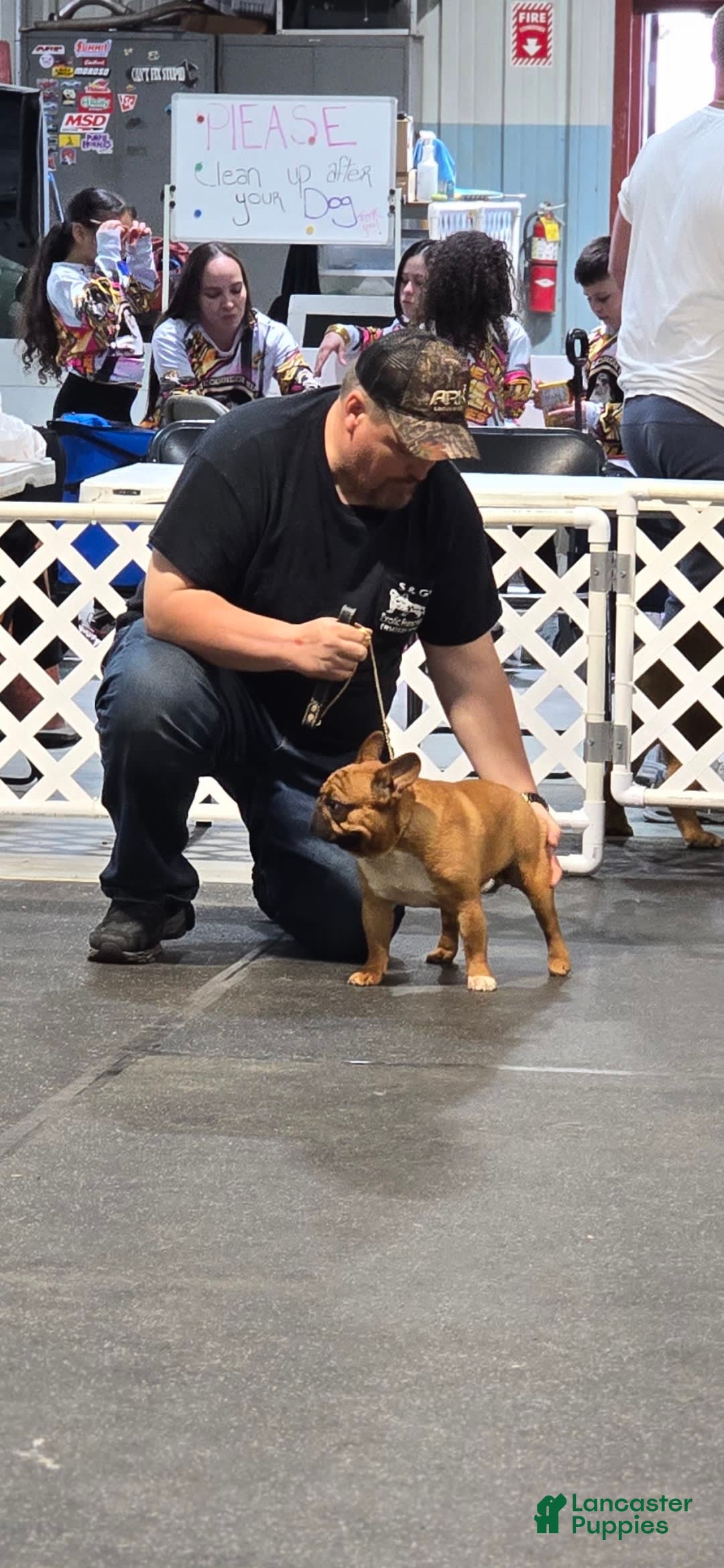 French Bulldog dogs for sale: Raider - Image 40