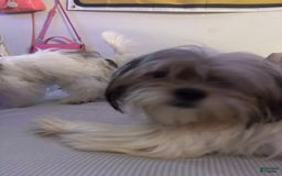 Shih Tzu dogs for sale: Luna - Image 5