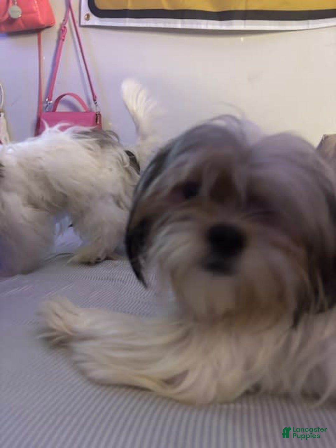 Shih Tzu dogs for sale: Luna - Image 5