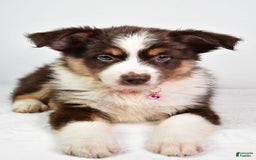 Australian Shepherd dogs for sale: Sally - Image 6