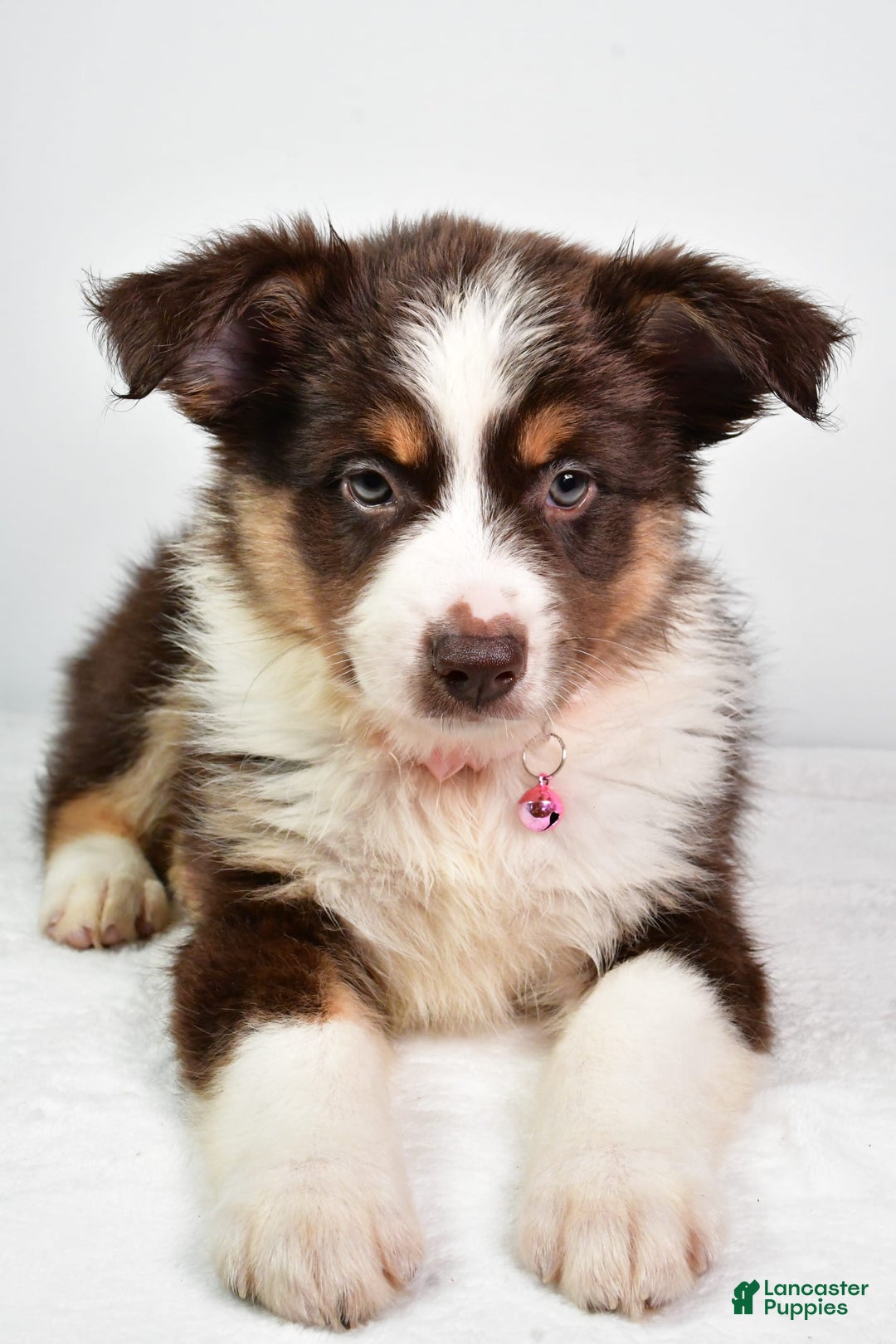Australian Shepherd dogs for sale: Sally - Image 6