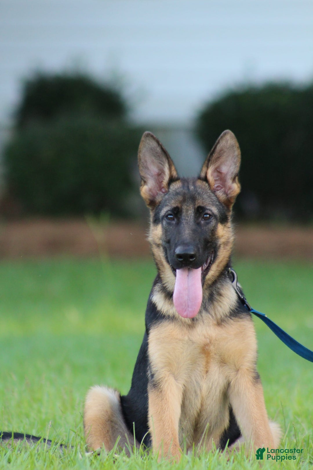 German Shepherd dogs for sale: Hazel - Image 1