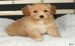 Havapoo dogs for sale: Ariel - Image 6