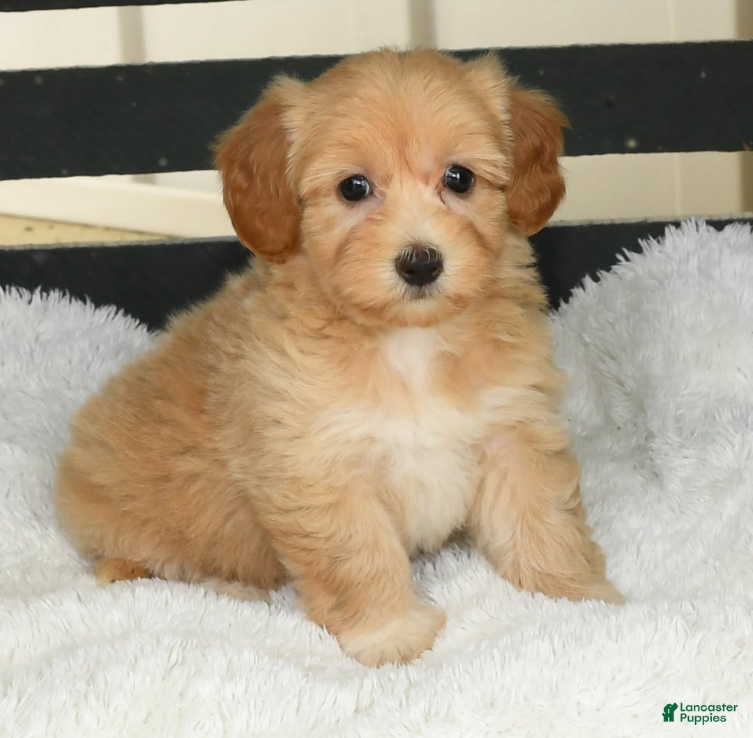 Havapoo dogs for sale: Ariel - Image 6