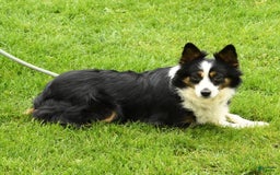  dogs for sale: Sandy - Image 10