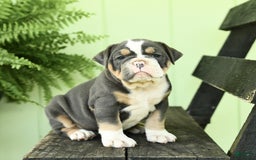 Olde English Bulldogge dogs for sale: Candy - Image 7