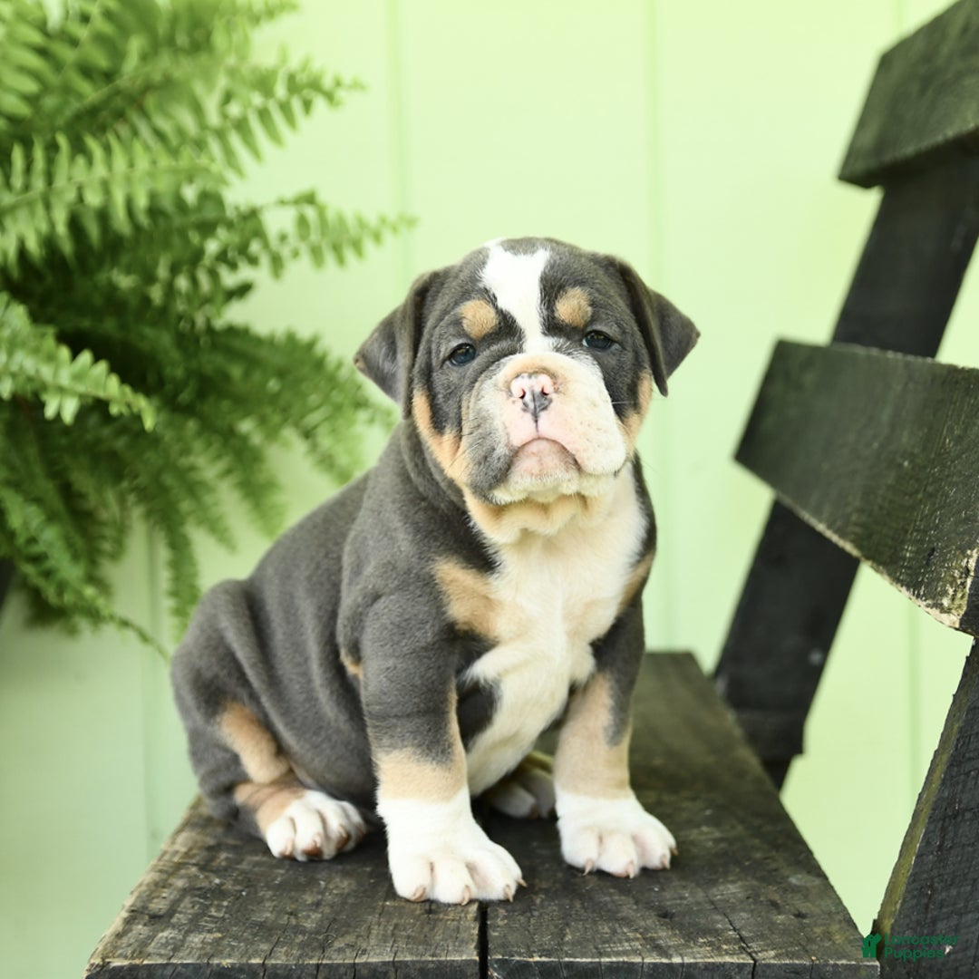 Olde English Bulldogge dogs for sale: Candy - Image 7