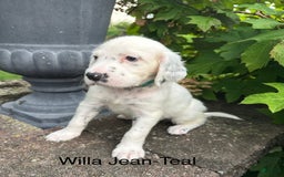 English Setter dogs for sale: Willa Jean - Image 2