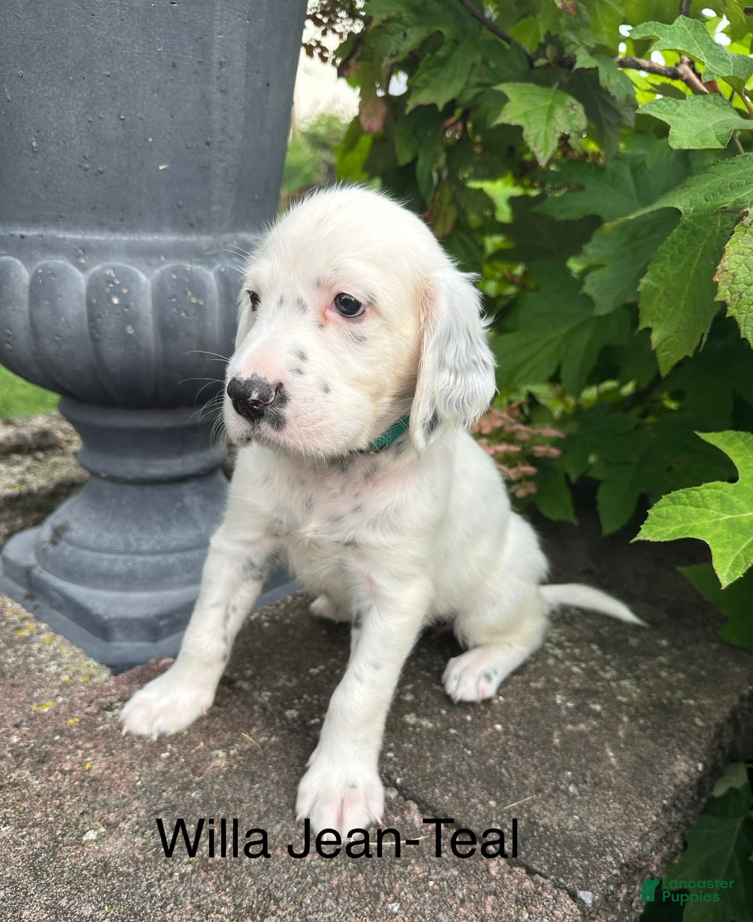 English Setter dogs for sale: Willa Jean - Image 2