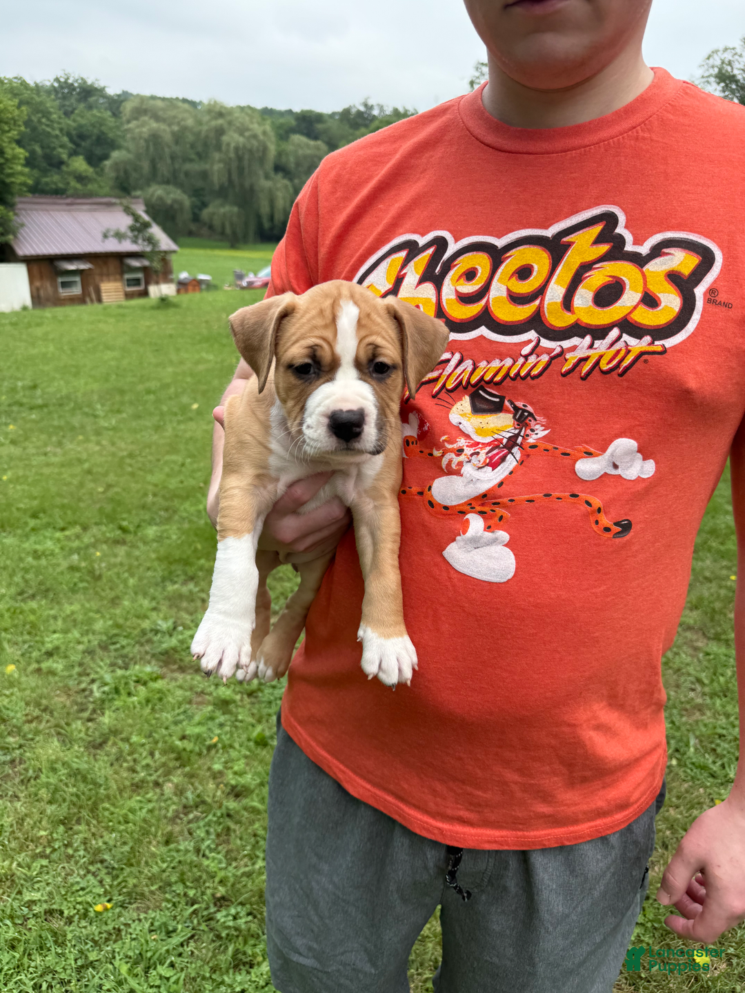 American Pit Bull Terrier dogs for sale: Helga - Image 8