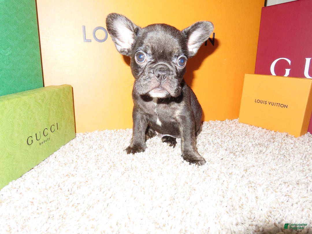 French Bulldog dogs for sale: Neptune - Image 4