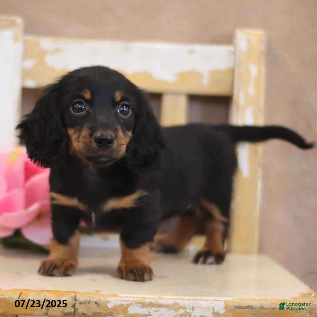 Miniature Dachshund dogs for sale: Kami - Image 3