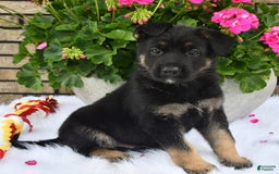 German Shepherd dogs for sale: Alex - Image 1