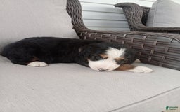 Bernedoodle dogs for sale: Ashton - Image 2