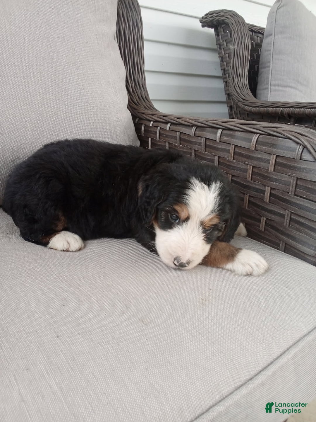 Bernedoodle dogs for sale: Ashton - Image 2