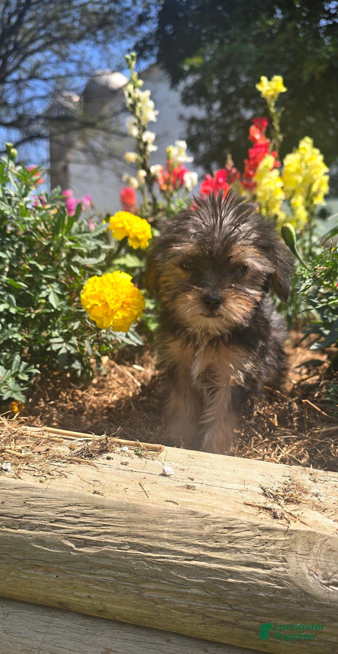 Yorkshire Terrier dogs for sale: Spike - Image 5