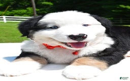 Miniature Australian Shepherd dogs for sale: Josh - Image 5