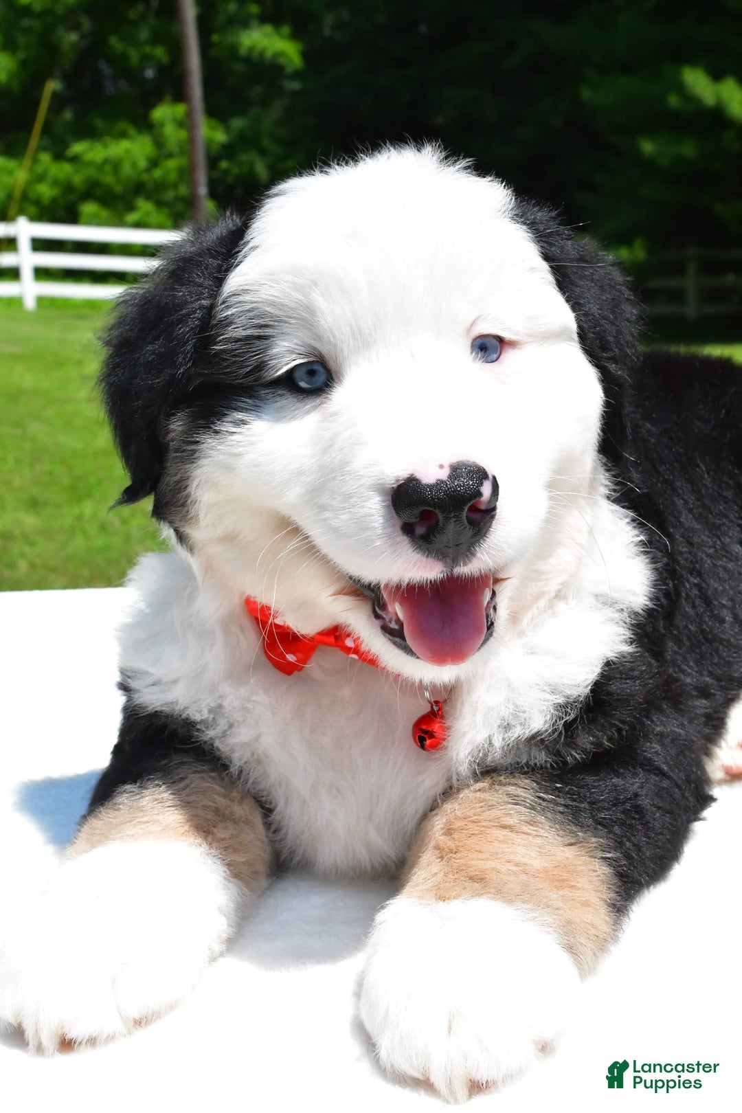 Miniature Australian Shepherd dogs for sale: Josh - Image 5