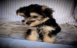 Morkie dogs for sale: Albert - Image 12