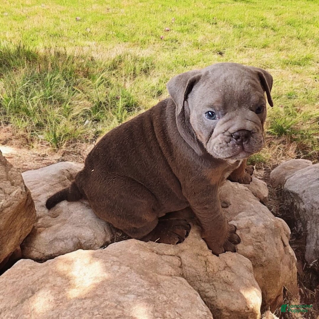 English Bulldog dogs for sale: Velour - Image 8
