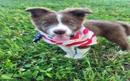 Border Collie dogs for sale: Ollie - Image 4