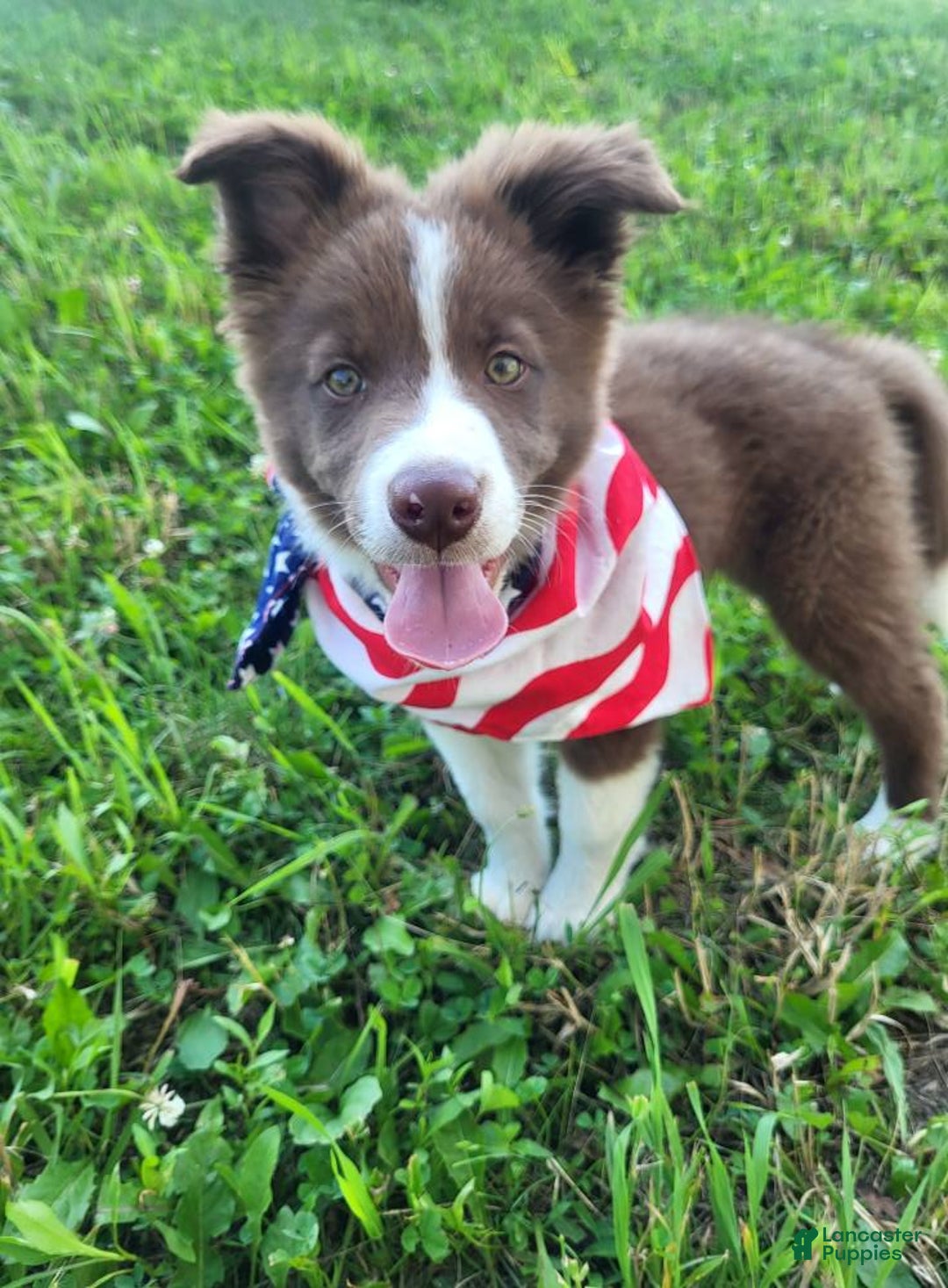 Border Collie dogs for sale: Ollie - Image 4