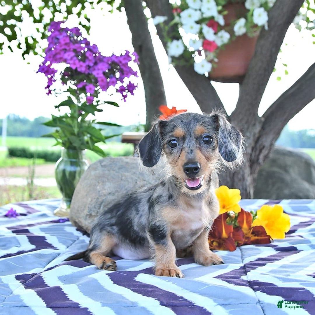 Miniature Dachshund dogs for sale: Trisha - Image 12
