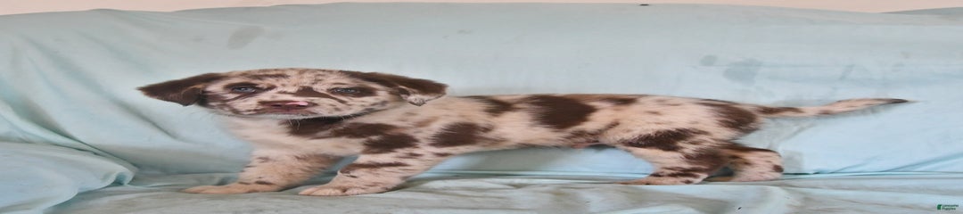 Felix