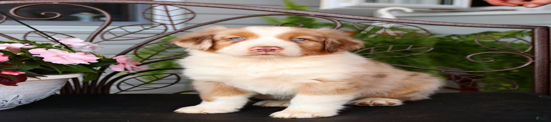 Toby