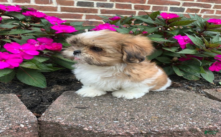 Shih Tzu dogs for sale - Ad 2