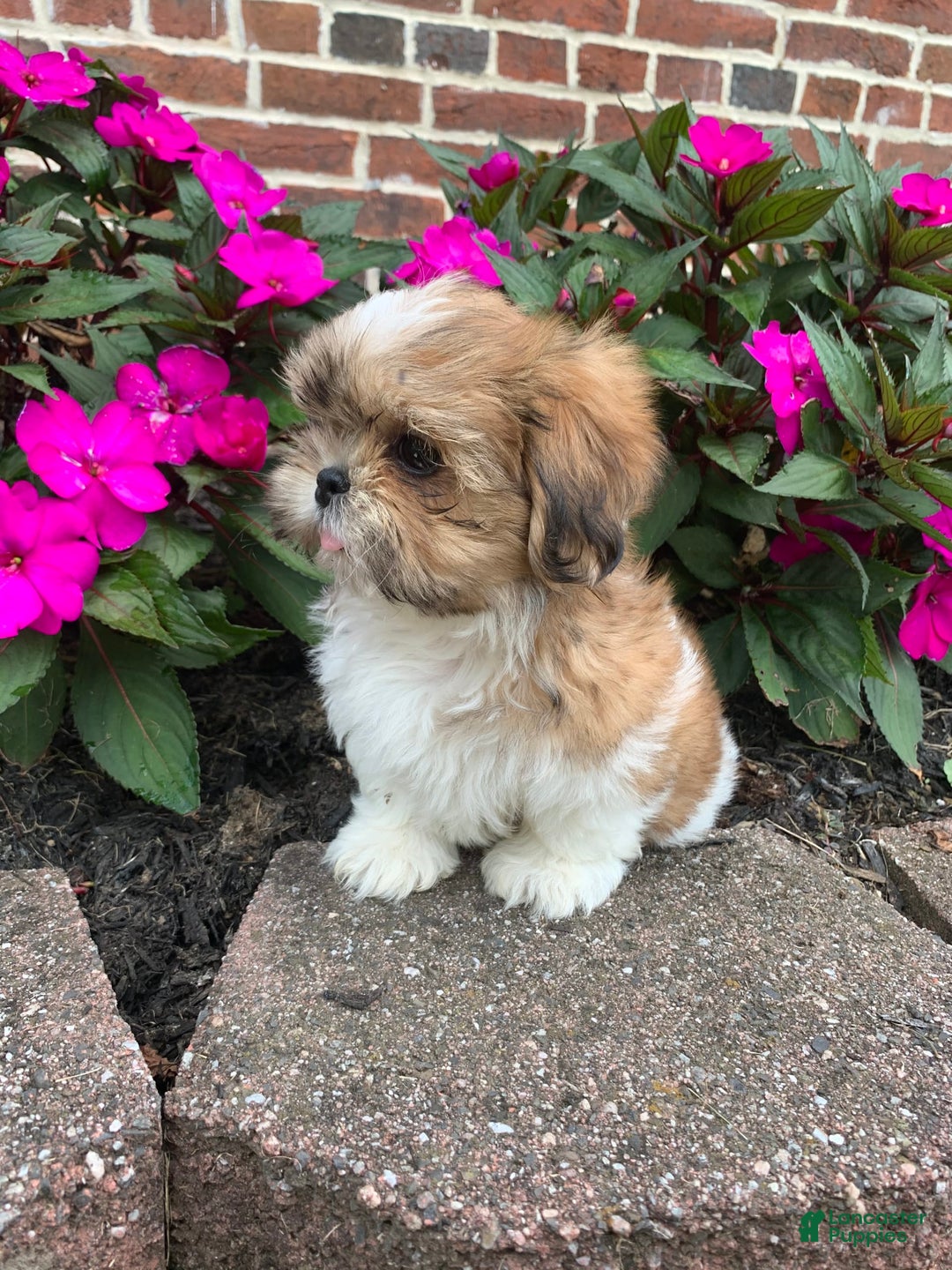 Shih Tzu dogs for sale: Lizzie - Image 1