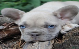 French Bulldog dogs for sale: Billy - Image 5