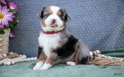 Miniature Australian Shepherd dogs for sale: Buddy - Image 4