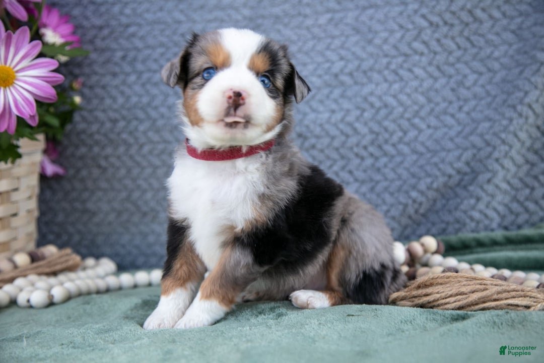 Miniature Australian Shepherd dogs for sale: Buddy - Image 4