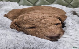 Standard Poodle dogs for sale: Palomino - Image 5