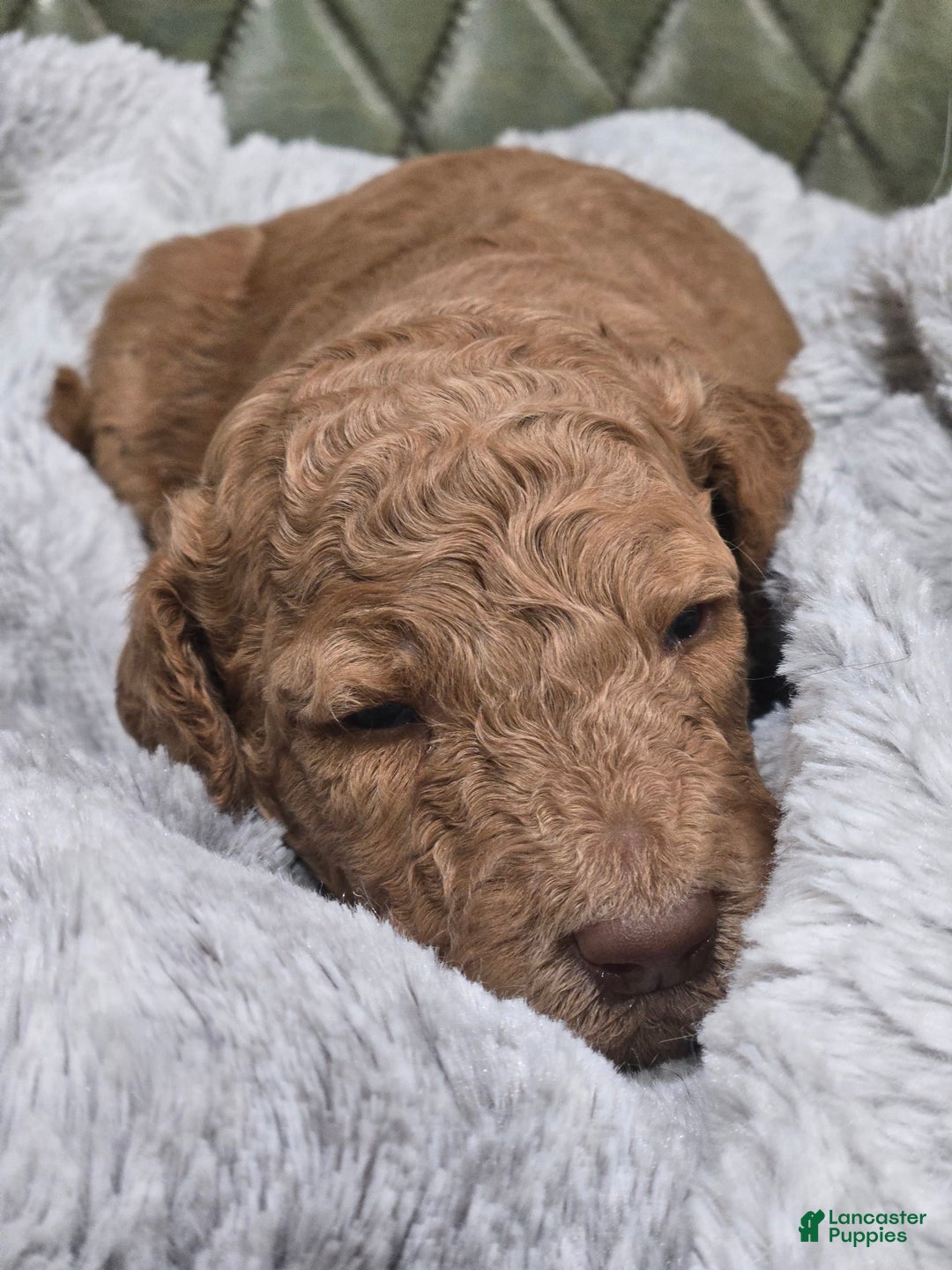 Standard Poodle dogs for sale: Palomino - Image 5